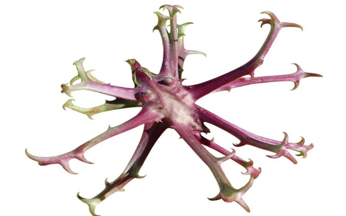 Devil's claw extract in ZXCVBNQWERT