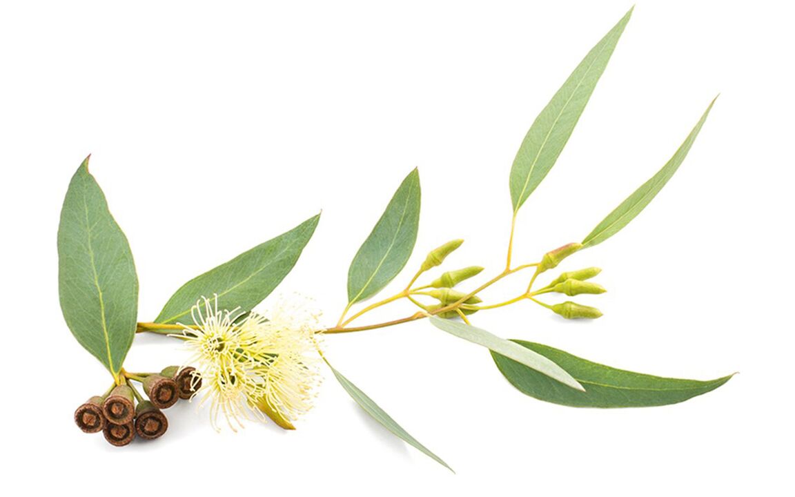 Eucalyptus oil in ZXCVBNQWERT